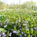 Glechoma hederacea